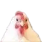 chickenWut chickenWut