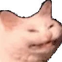 cattoexcite