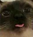 cattongue cattongue