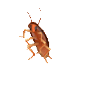 :dancing_cockroach: Discord Emote