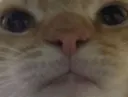 kotstare