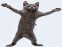 :bruhcat: Discord Emote
