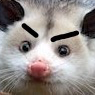 :angerPossum: Discord Emote