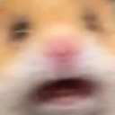 :hamshook: Discord Emote