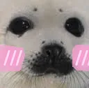 seal_baka
