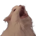 AAAACat
