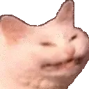 cattoreadyshoot