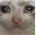 sadcat