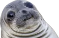 AwkwardSeal