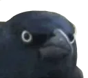 Crow
