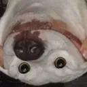 ecoDuggy