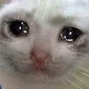 Crycat crycat Discord Emoji