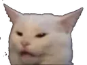 confusedcat
