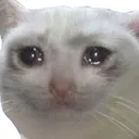 Sad_Cat