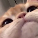 catNU Discord emoji