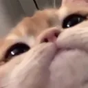 catNU