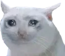 sadcat sadcat