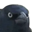 phaCrow phaCrow