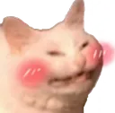 CattoBlush