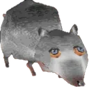 Rats