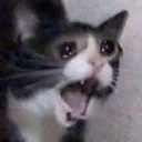 catscream