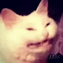 sad_cat14