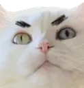 bcmad