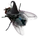 spookyfly