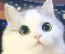 kotya