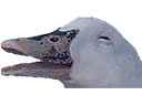 DuckerZ