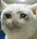 Sadcatto