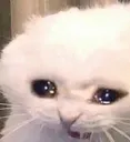 sadcat sadcat