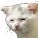 cattodedtired cattodedtired