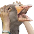 notlikegoose