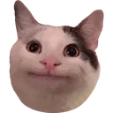 PoliteCat PoliteCat