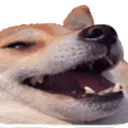 shibalaugh
