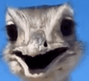 :emu: Discord Emote