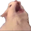 catYOWL