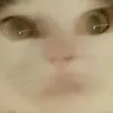 catfast