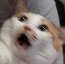 gasp