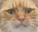 cringecat