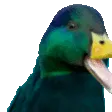 RareDuck