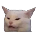 confused_cat