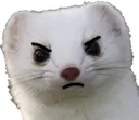 angryWeasel