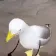 duckDance