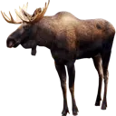 moose