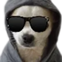 pupglasses