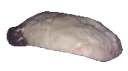scone