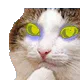catthinkintensifies