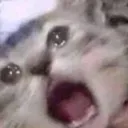 screamingcat